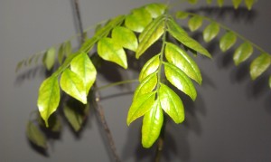 Curry leaves