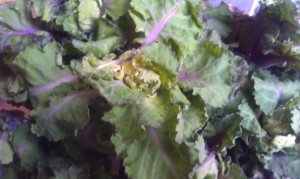 Flower Sprouts