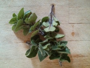 Fresh oregano from the garden!